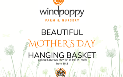 Floral Hanging Basket Fundraiser For BAAY: Pre-Order Now for May 4 Pickup!